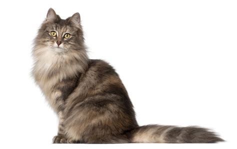 Norwegian Forest Cat Photo Gallery - NorwegianCat.com