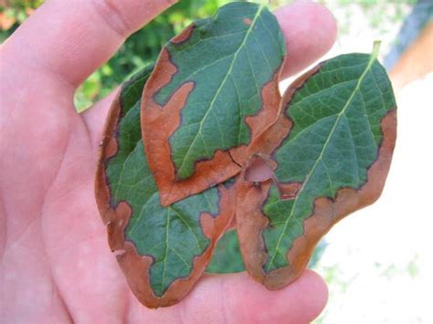 Leaf Diseases of Blueberry | NC State Extension Publications