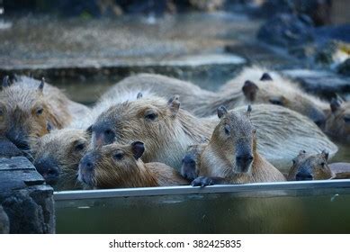 Capybara Family Hot Springs Onsen Stock Photo 382425835 | Shutterstock