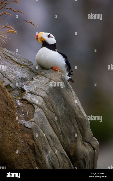 Horned Puffin Alaska Maritime National Wildlife Refuge near Lake Clark ...