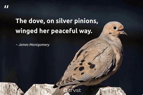 40 Dove Quotes About Our Peaceful Feathered Friends