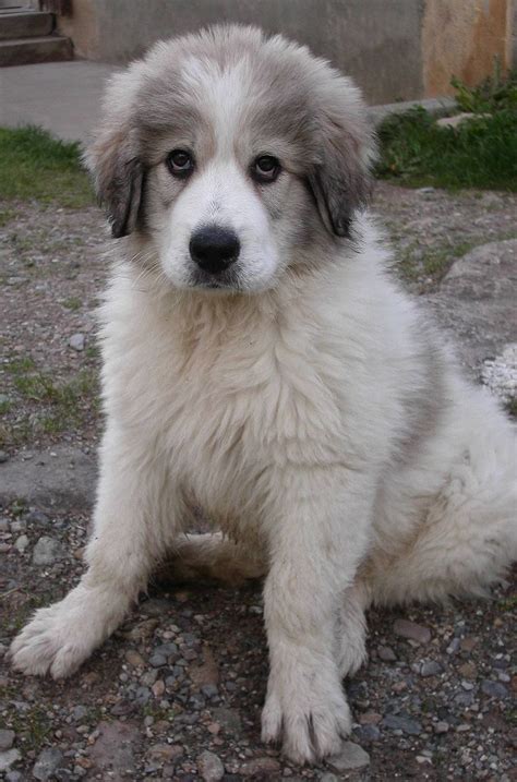 Adorable Animals | Cute animals, Great pyrenees, Great pyrenees puppy