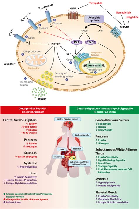 Targeting GLP-1 and GIP in Obesity and Type 2 Diabetes Research