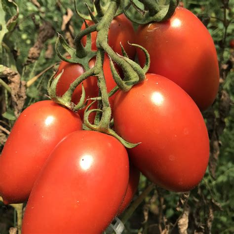 50 Organic ROMA Tomato Seeds Tomato Italian Heirloom Roma - Etsy UK