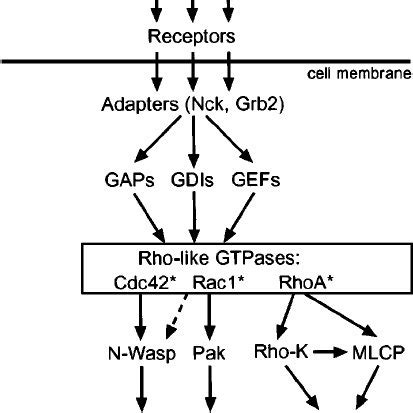 Growth cone guidance mechanisms. Guidance mechanisms are classified as... | Download Scientific ...