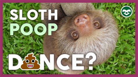 🦥Have you ever seen a Sloth POOP Dance? - YouTube