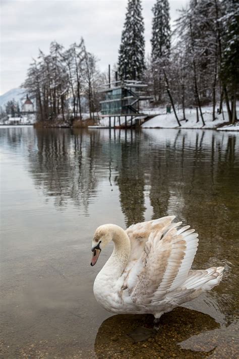 Pin on Lake Bled