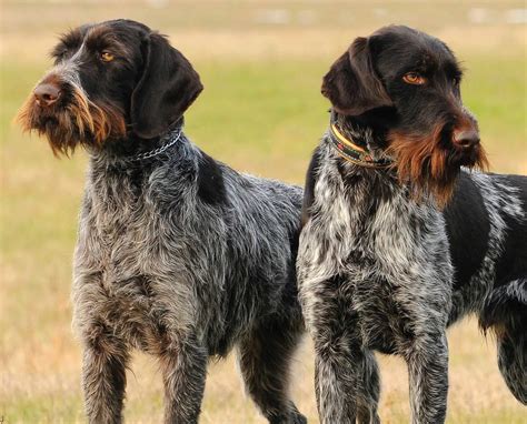 Can A German Roughhaired Pointer Live In Australia