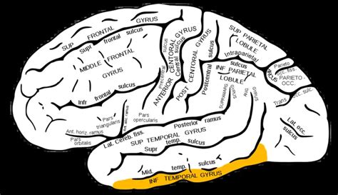 Inferior temporal cortex - definition