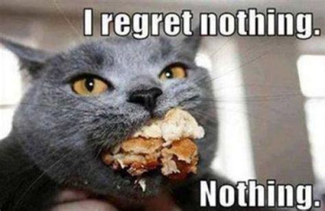 How I Feel About Dieting--A Cat Meme Story — Ariele Sieling