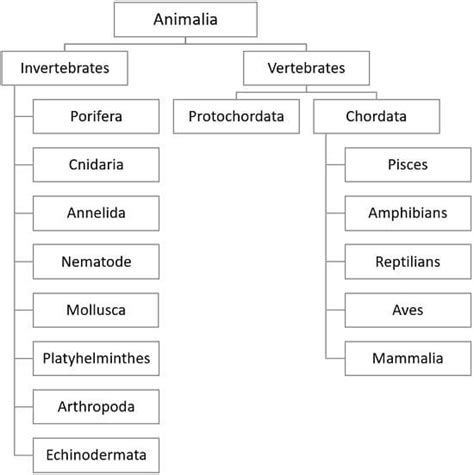 Animal Classification Vertebrates And Invertebrates