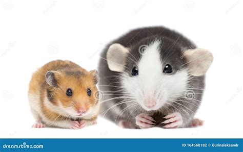 Rat and hamster stock photo. Image of whisker, small - 164568182