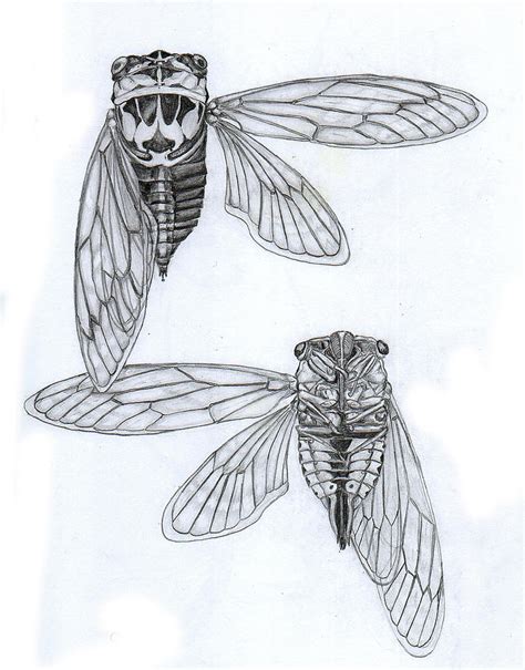 Cicada Study Drawing by Justin Overholt - Fine Art America