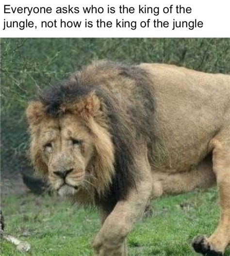 Sad lion noises : r/memes