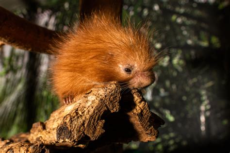 Prehensile-tailed porcupine born at National Zoo in DC - WTOP News