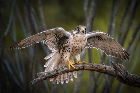 Prairie Falcon | Audubon Field Guide