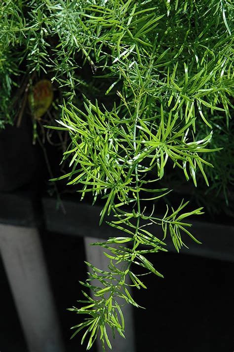 Sprengeri Asparagus Fern | Calloway's Nursery