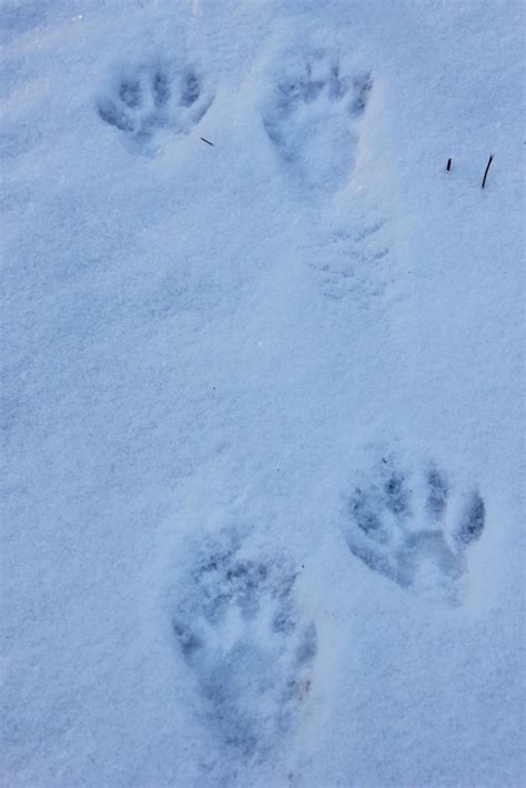 Animal Tracks in the Snow in Western Maine