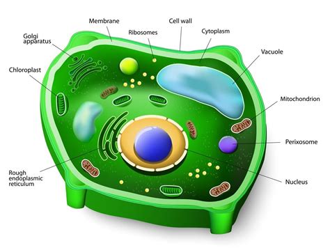 Diagram Plant Cell Parts 3D - bmp-city