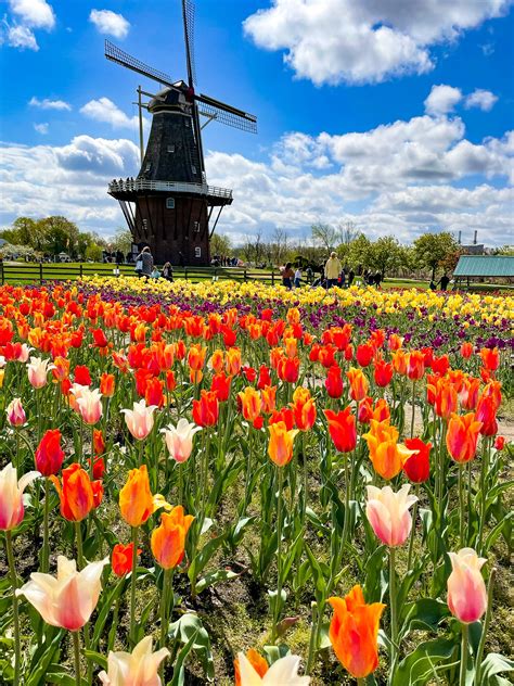 When Is Tulip Festival In Holland Michigan 2024 - Aggie Sonnie