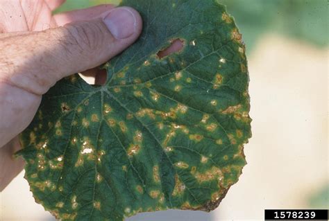 angular leaf spot of cucumber (Pseudomonas syringae pv. lachrymans ...