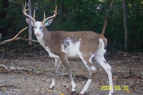 Piebald Deer | Deer Management & Hunting