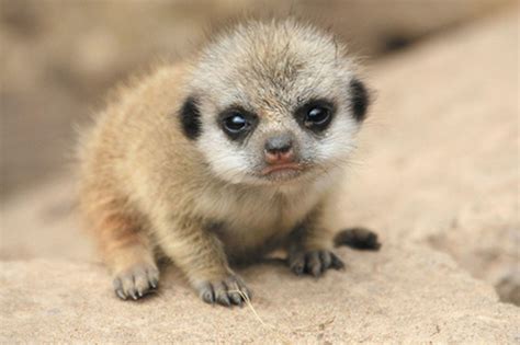 Baby Meerkats Wallpapers - Top Free Baby Meerkats Backgrounds ...