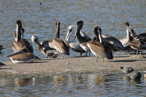 Malibu Pier & Birds at Malibu Lagoon State Beach (Malibu, California) | Flickr - Photo Sharing!