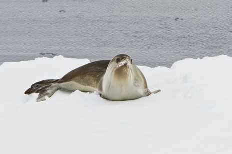 6 Seals to Spot in the Southern Ocean | Lindblad Expeditions