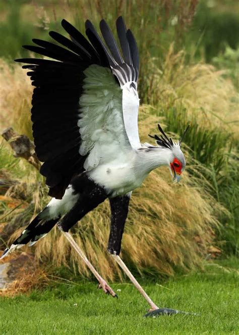 25 Secretary Bird Facts (Sagittarius serpentarius) Africa's Snake Stomper Polo Sul, Polo Norte ...