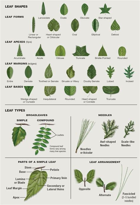 Leaf Identification | Leaf identification, Plant leaves, Tree leaf ...