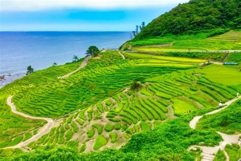 日本海を望む絶景！能登半島の白米千枚田 - ライブドアニュース