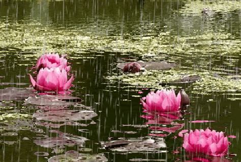 Pour Le Plaisir Des Yeux Flowers Gif, Romantic Flowers, Flowers Nature, Beautiful Flowers, Lotus ...