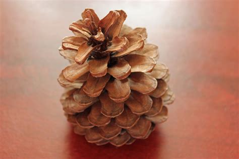 Large Pine Cone Free Stock Photo - Public Domain Pictures