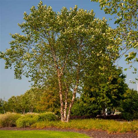 Betula Nigra "Cully Heritage" - "Cully Heritage" River Birch - Tidewater Trees