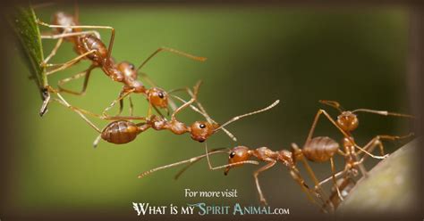 Ant Symbolism & Meaning | Spirit, Totem & Power Animal