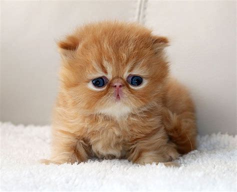 Persian Cat Breeders Ontario Canada - Pets Lovers