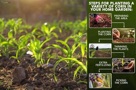 Planting Corn In Your Home Garden: How Far Apart, How Deep, How Many Seeds Per Hole, & More!