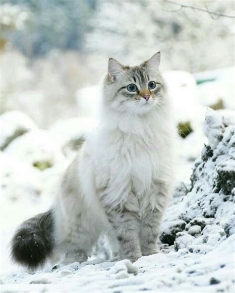 Neva masquerade siberian cat