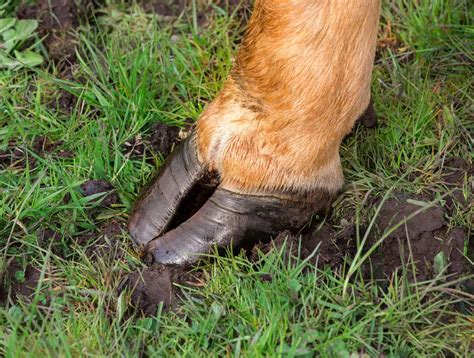 Cattle hoof care standards - Veterinary Practice