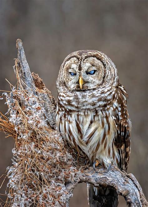 Barred Owl Blue eyed by LeeAnn McLaneGoetz McLaneGoetzStudioLLC.com The ...