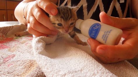 Kitten drinking from baby bottle - YouTube