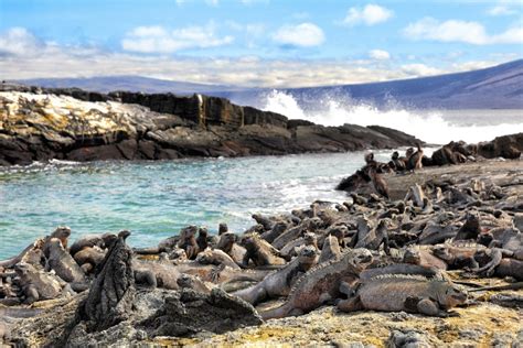 Where to Go Snorkeling in the Galapagos | Celebrity Cruises