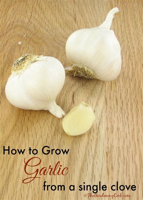 Growing Garlic from a Single Clove - DIY