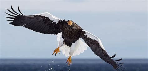 List of Eagle Species - BirdLife International