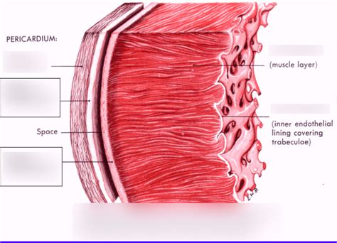 Peri-Myo-Endocardium Diagram | Quizlet