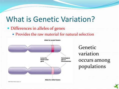 PPT - Population Genetics PowerPoint Presentation, free download - ID ...