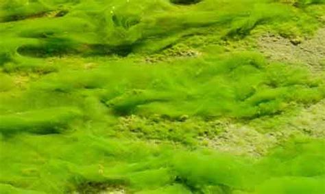 Algae: Characteristics, Types and Its Classification - Biology Educare