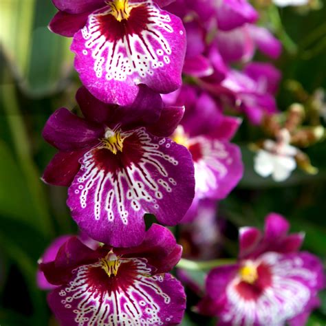 Miltonia Orchid Care | Pansy Orchid Grow Guide - Orchid Resource Center