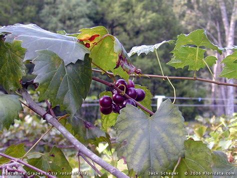 Vitis rotundifolia